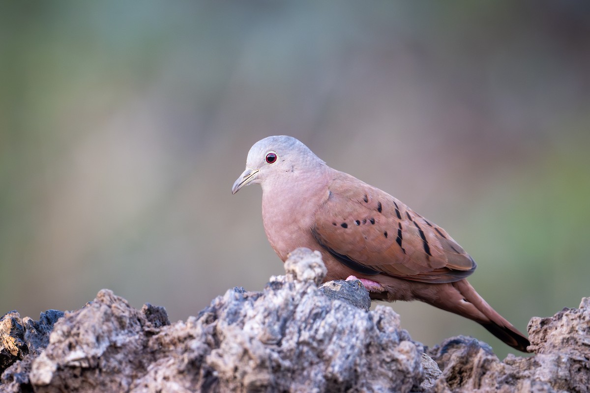 Ruddy Ground Dove - ML655685817