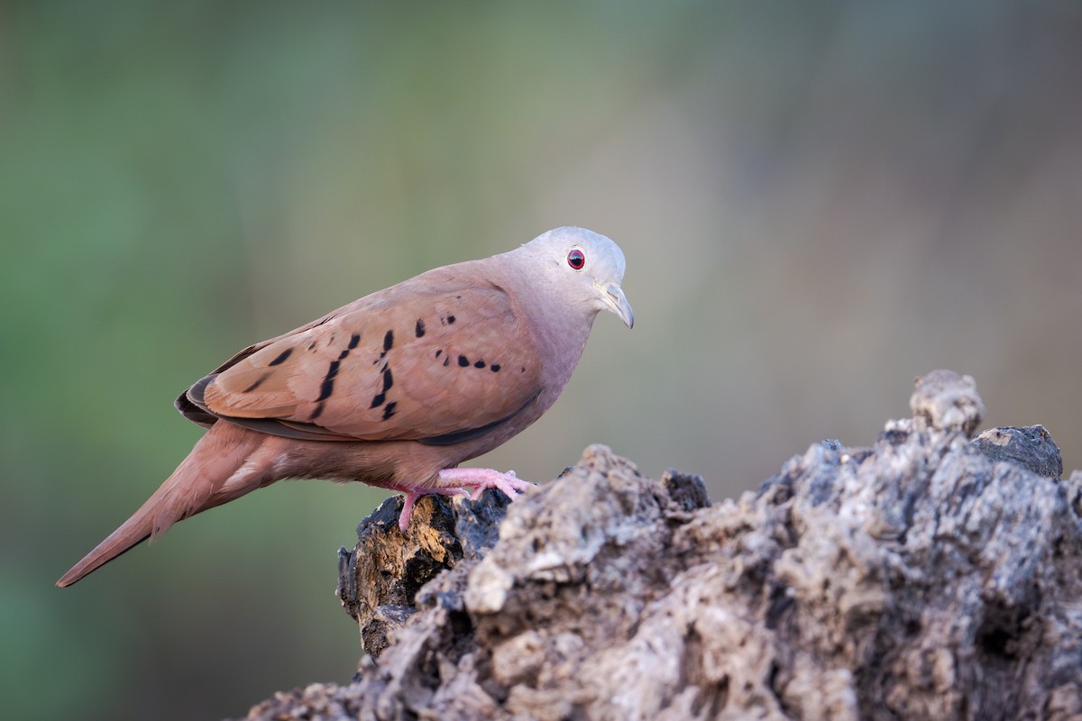 Ruddy Ground Dove - ML655685818
