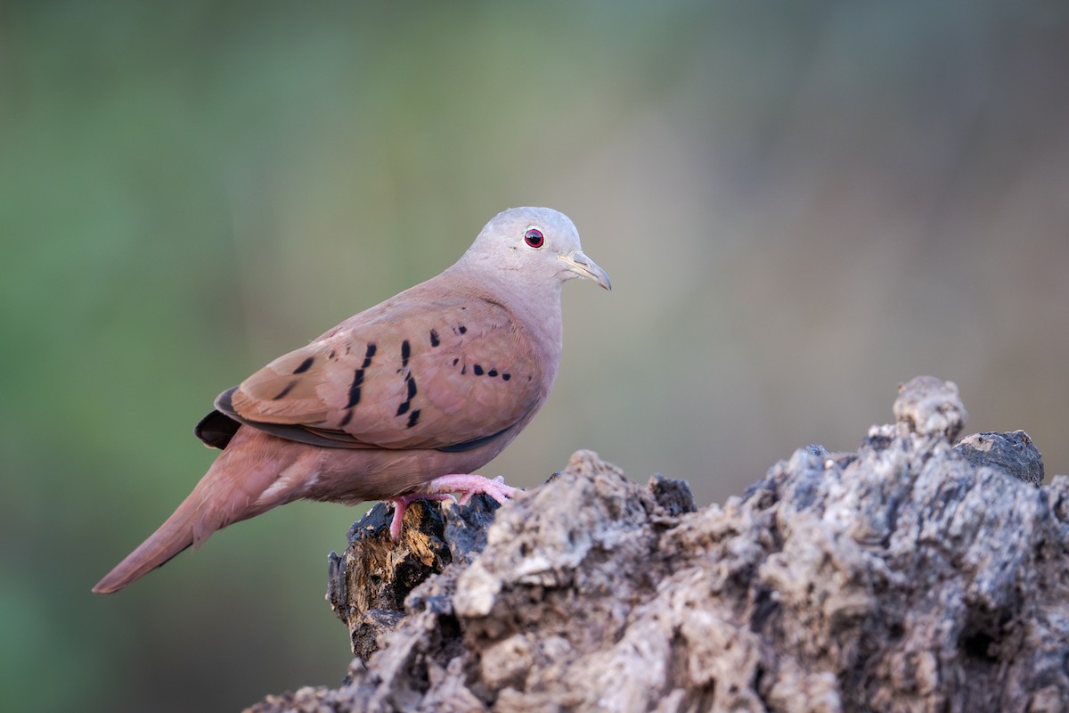 Ruddy Ground Dove - ML655685819