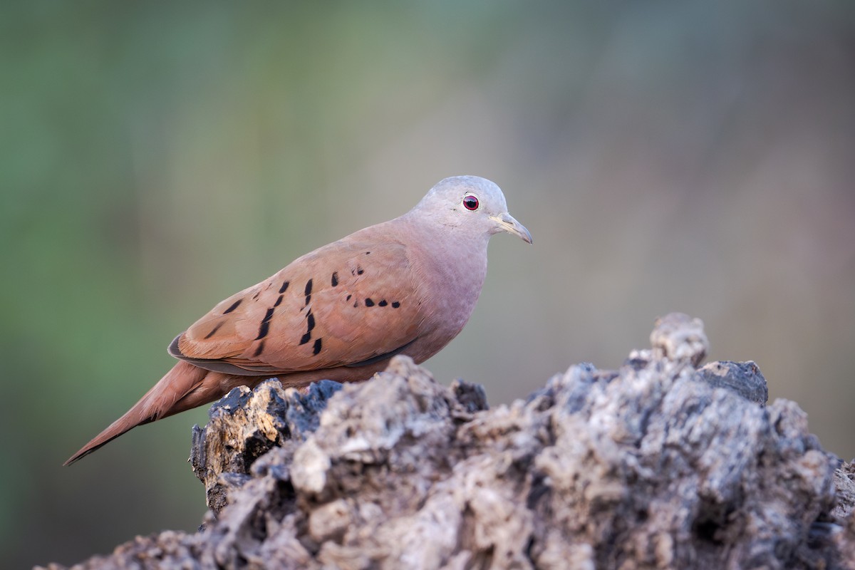 Ruddy Ground Dove - ML655685820