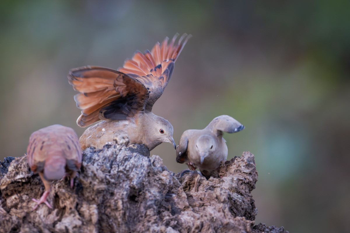 Ruddy Ground Dove - ML655685821