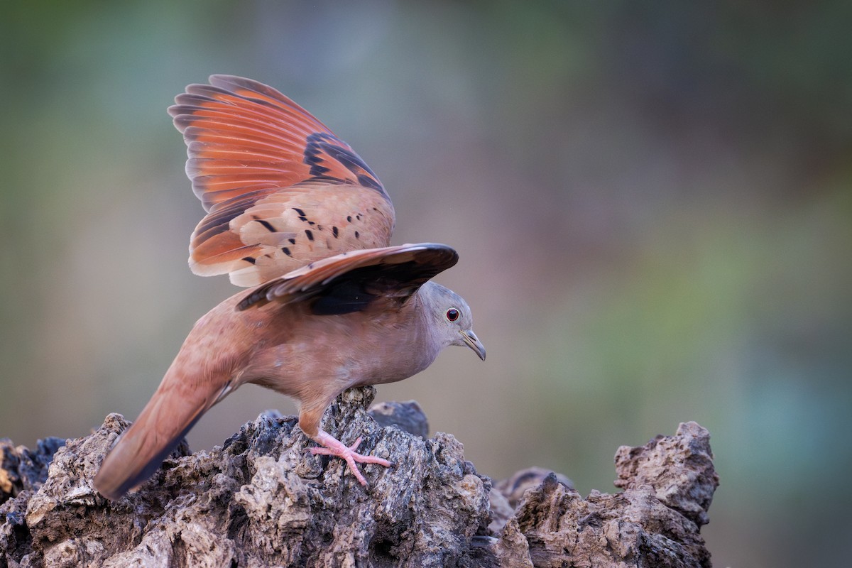 Ruddy Ground Dove - ML655685822