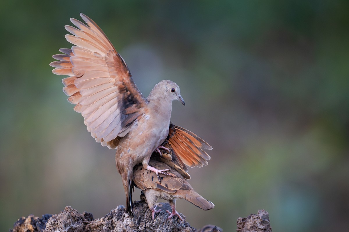 Ruddy Ground Dove - ML655685823