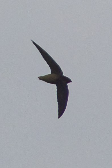 Short-tailed Swift - ML655685913