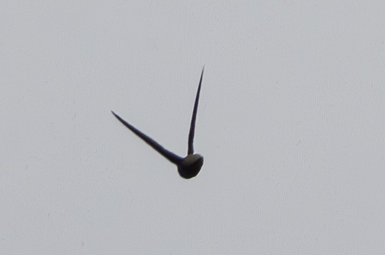 Short-tailed Swift - ML655685914