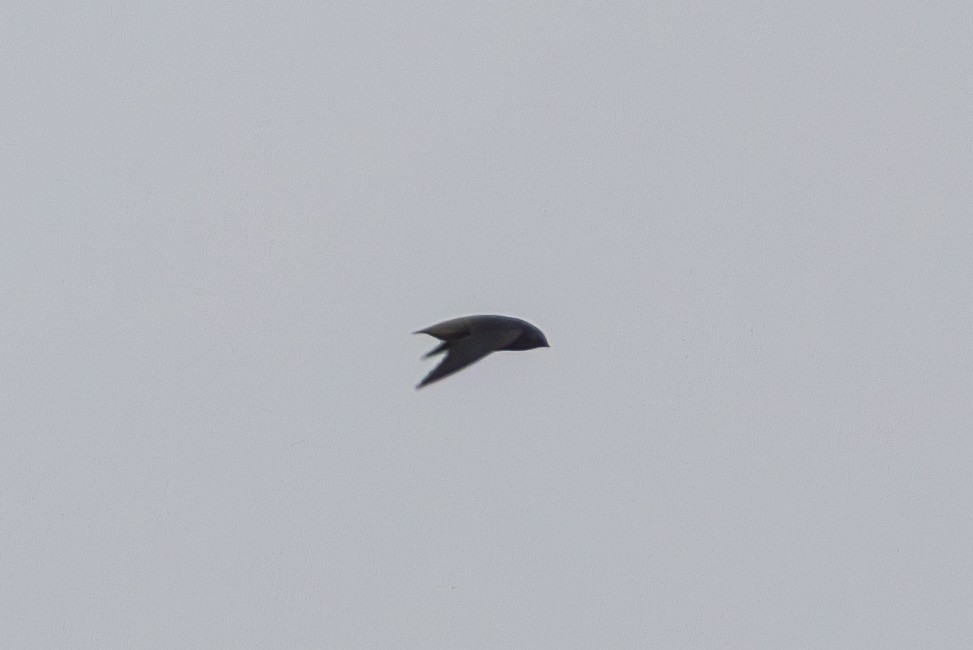Short-tailed Swift - ML655685915