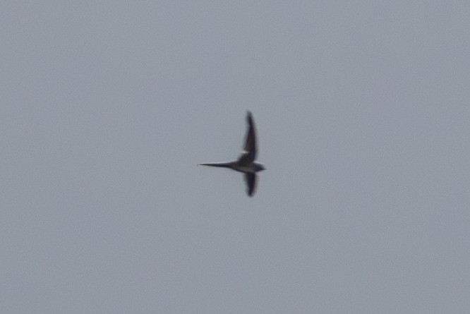 Fork-tailed Palm Swift - ML655685929
