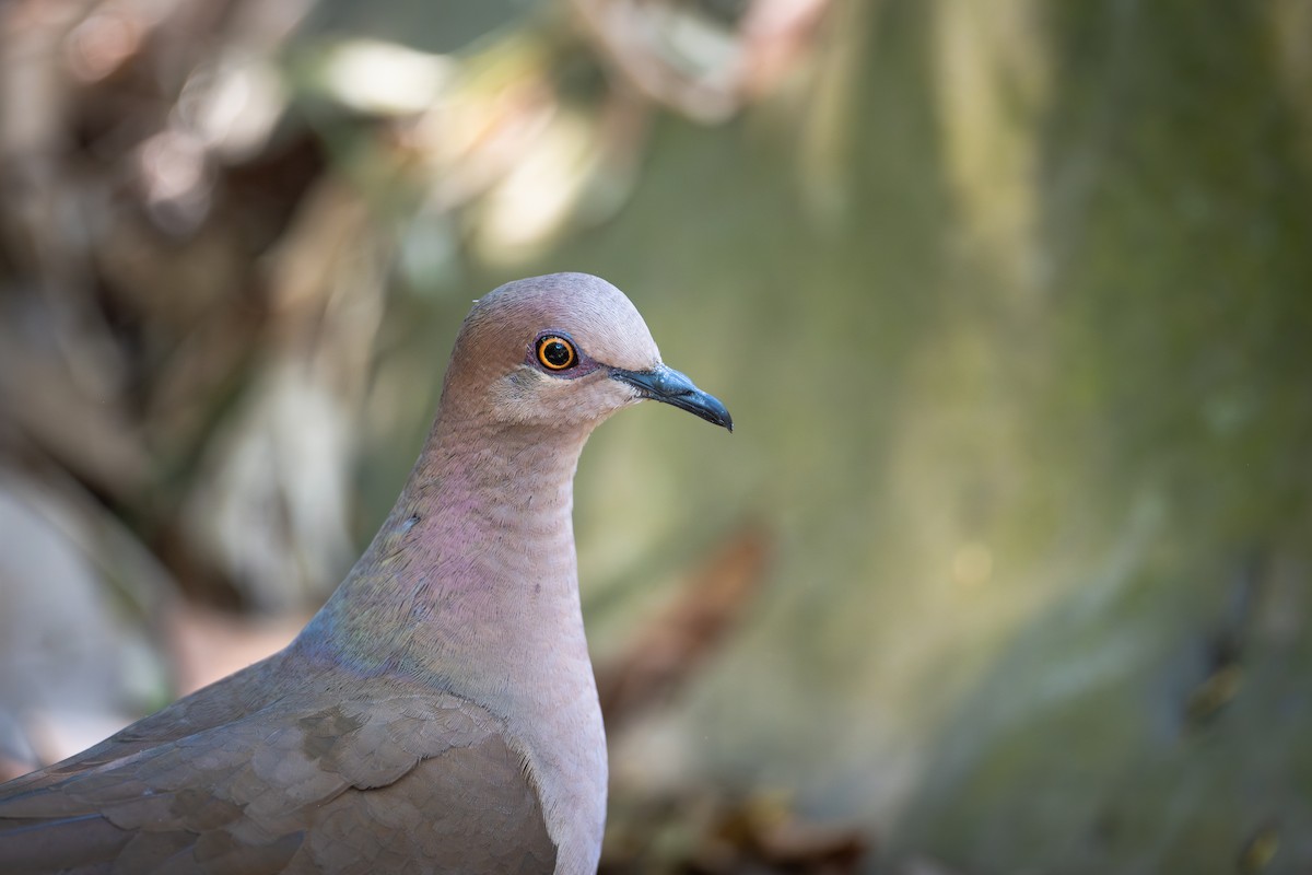 White-tipped Dove - ML655685992