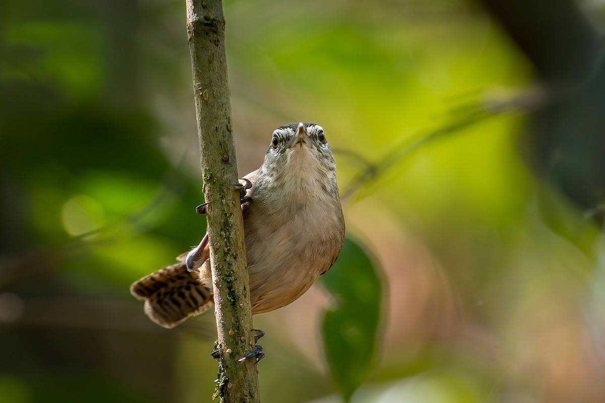 Cabanis's Wren - ML655686007