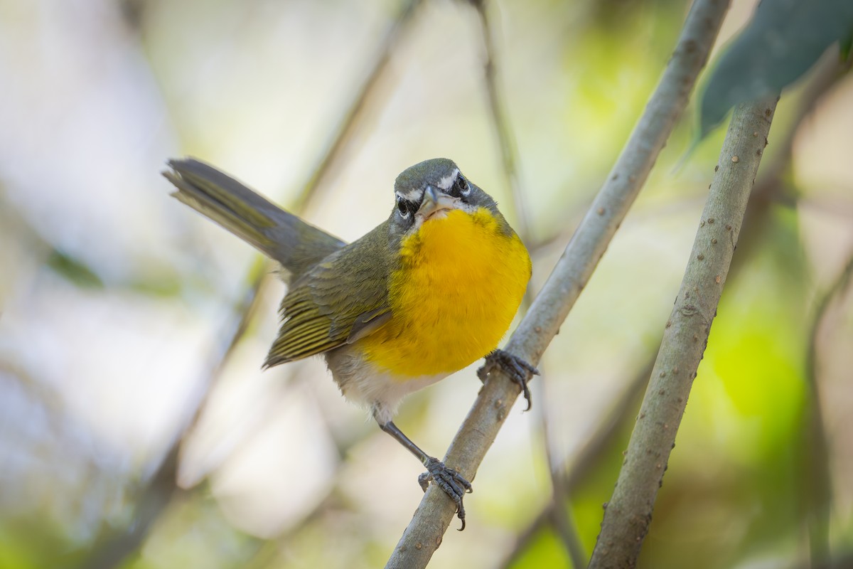 Yellow-breasted Chat - ML655686013