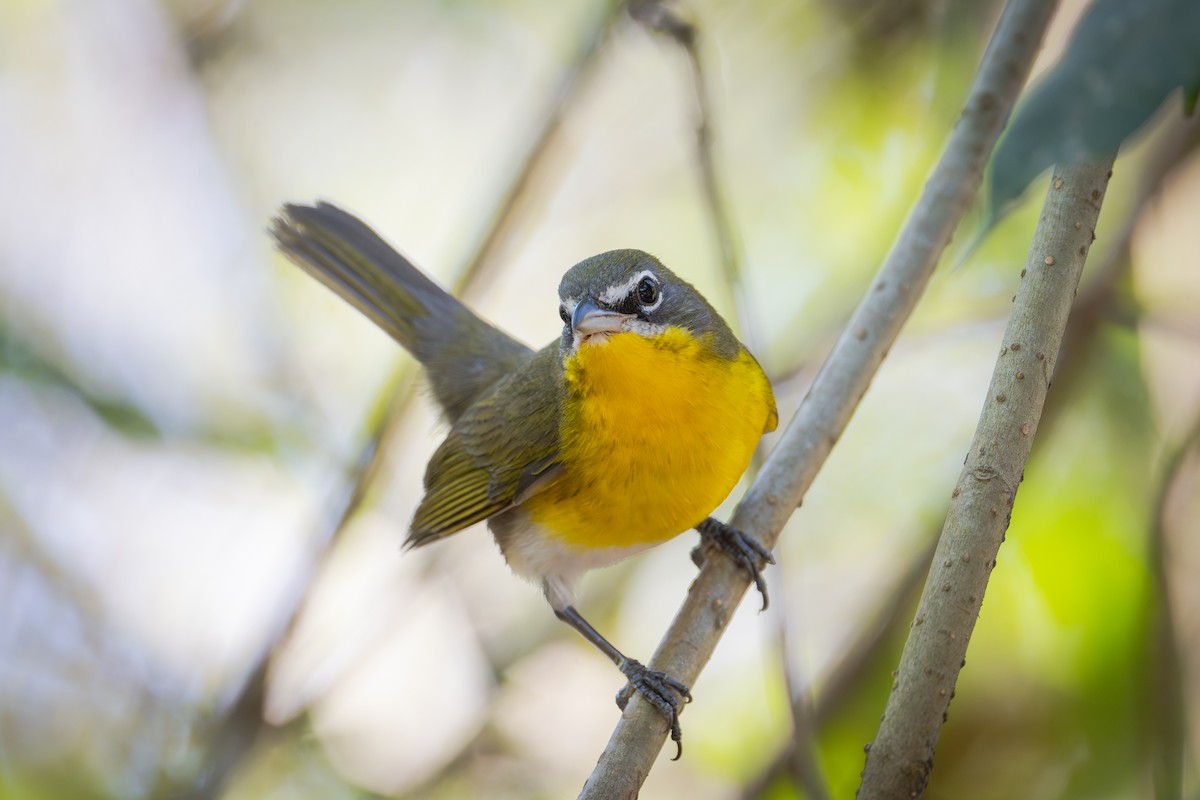 Yellow-breasted Chat - ML655686014