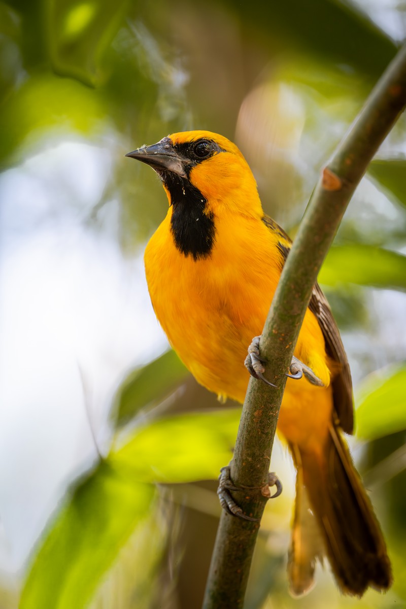 Altamira Oriole - ML655686017