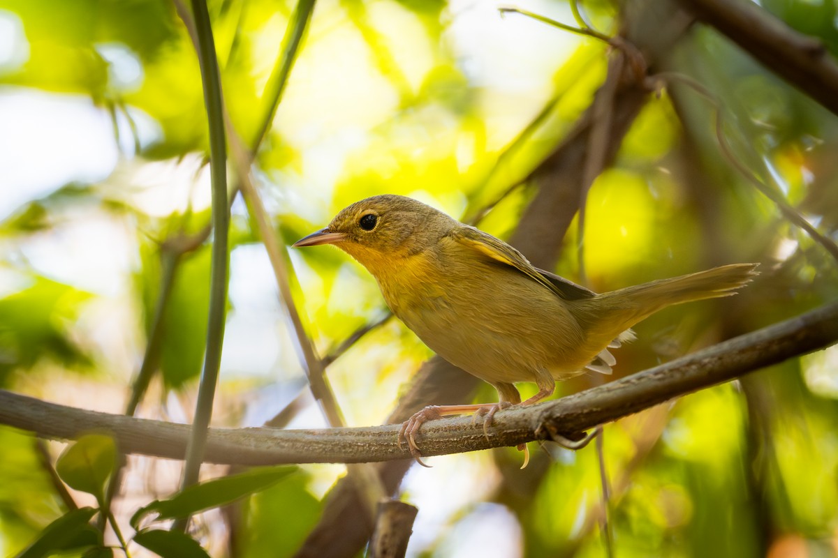 Common Yellowthroat - ML655686022