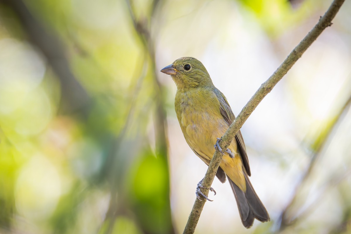 Painted Bunting - ML655686024