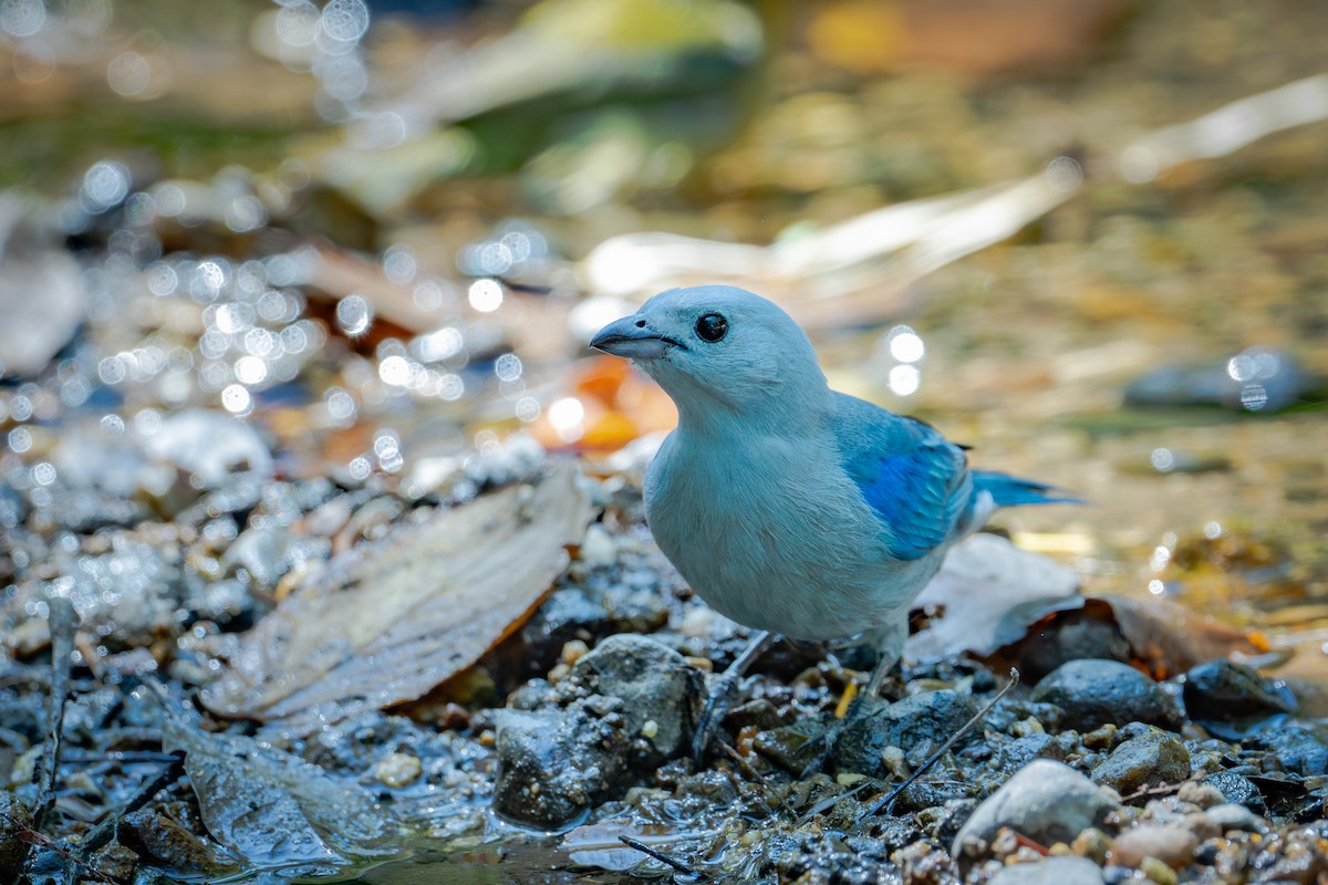 Blue-gray Tanager - ML655686031