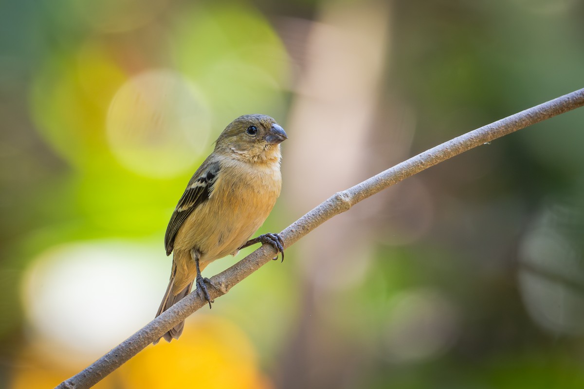 Morelet's Seedeater - ML655686037
