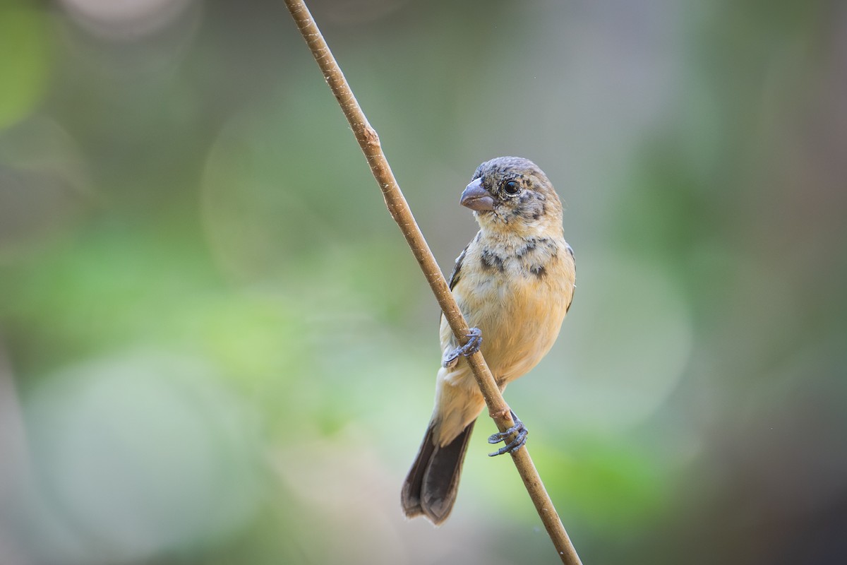 Morelet's Seedeater - ML655686038