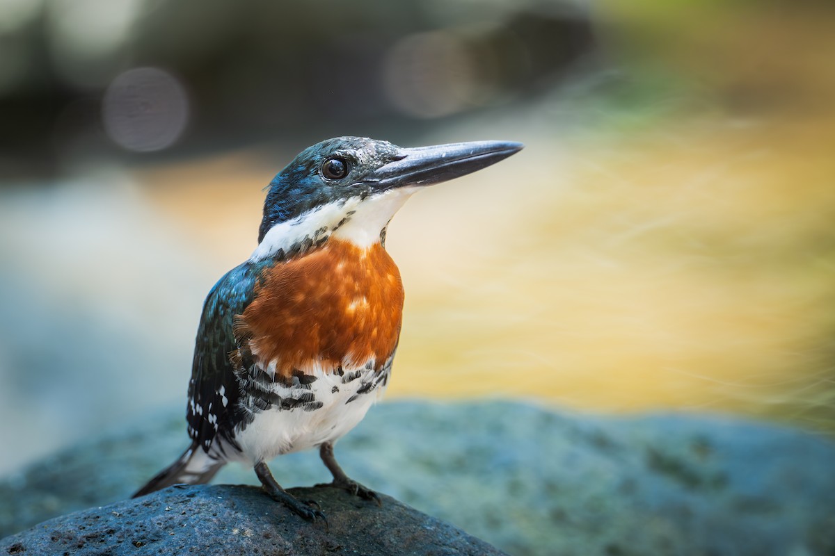 Green Kingfisher - ML655686050