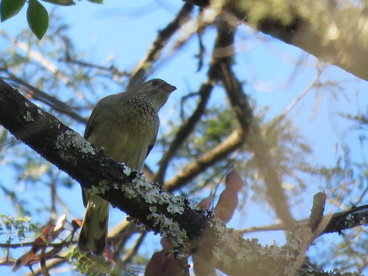 Scaly-throated Honeyguide - ML655686402