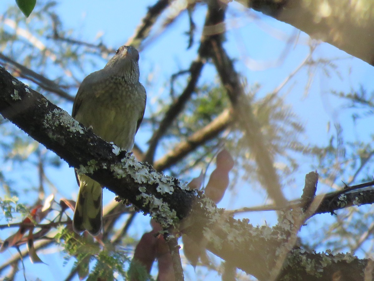 Scaly-throated Honeyguide - ML655686403