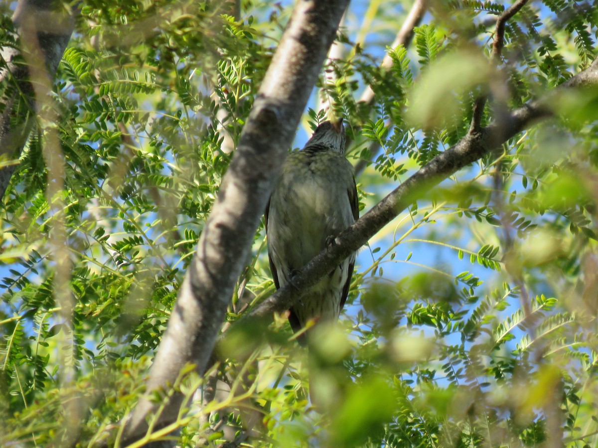 Scaly-throated Honeyguide - ML655686404