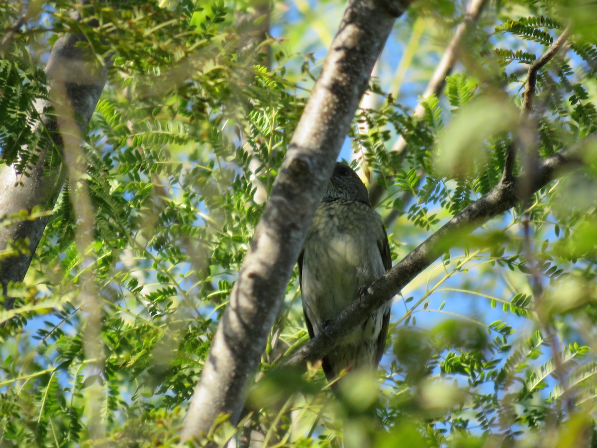 Scaly-throated Honeyguide - ML655686405