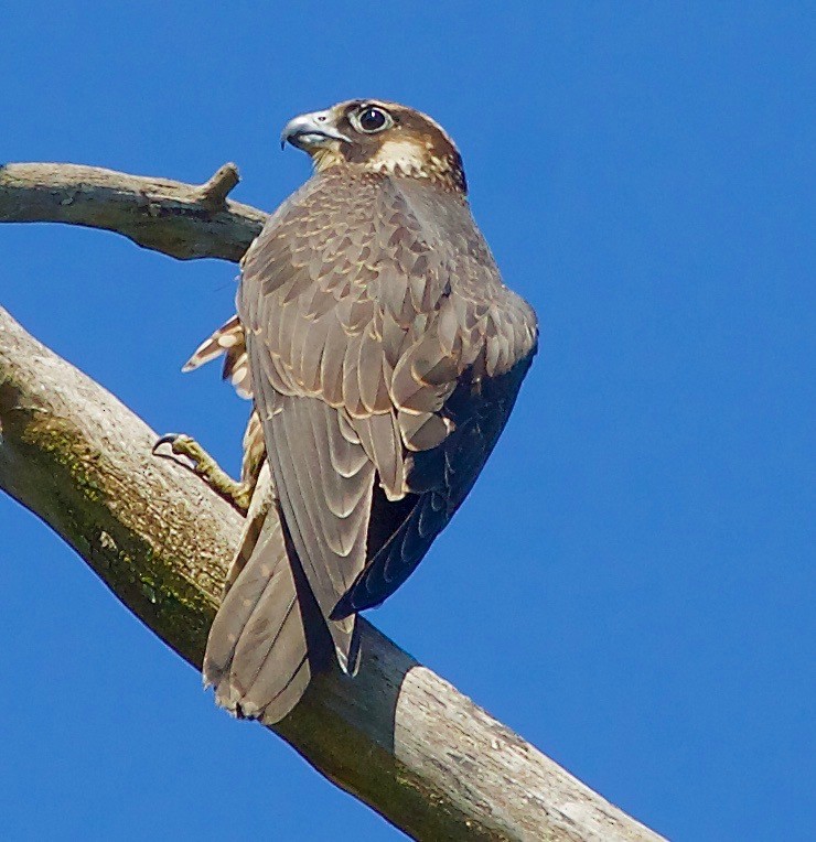 Peregrine Falcon - ML65568911