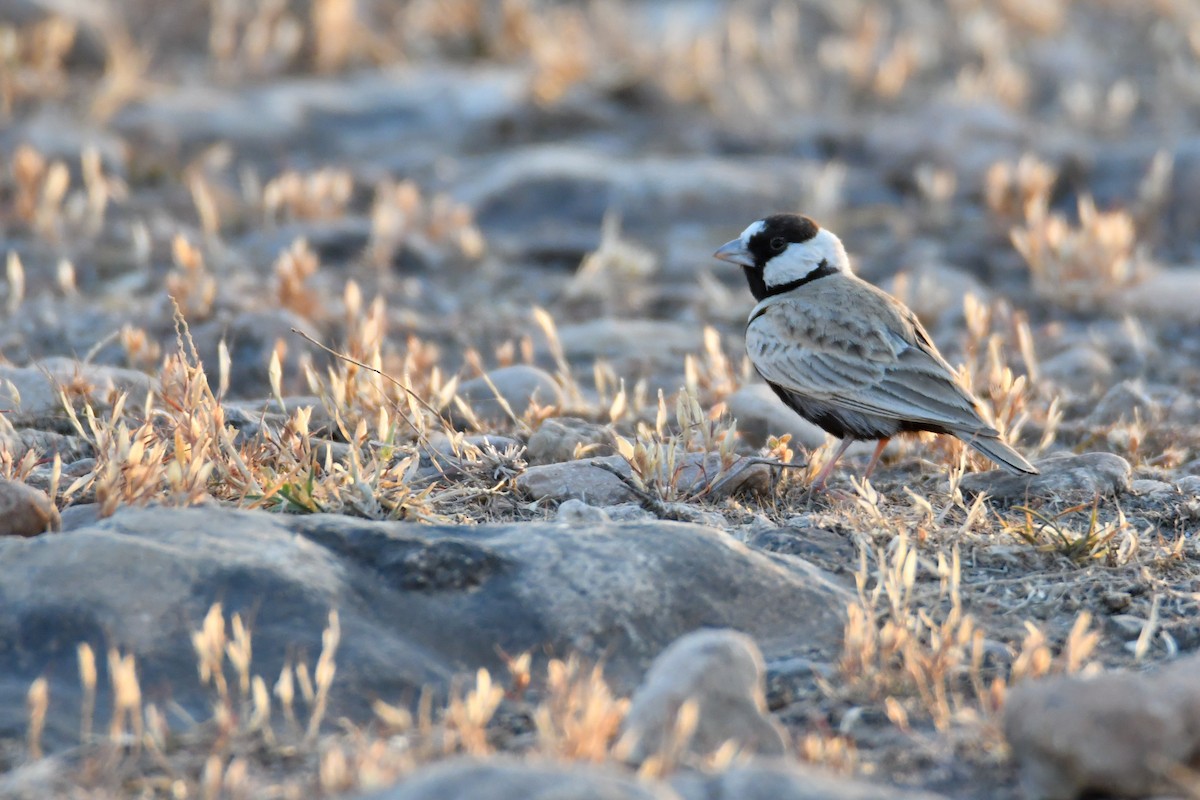 Black-crowned Sparrow-Lark - ML655689213