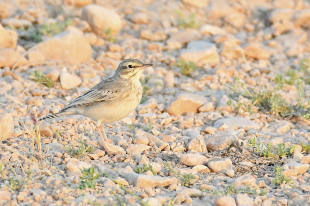 Tawny Pipit - ML655689219
