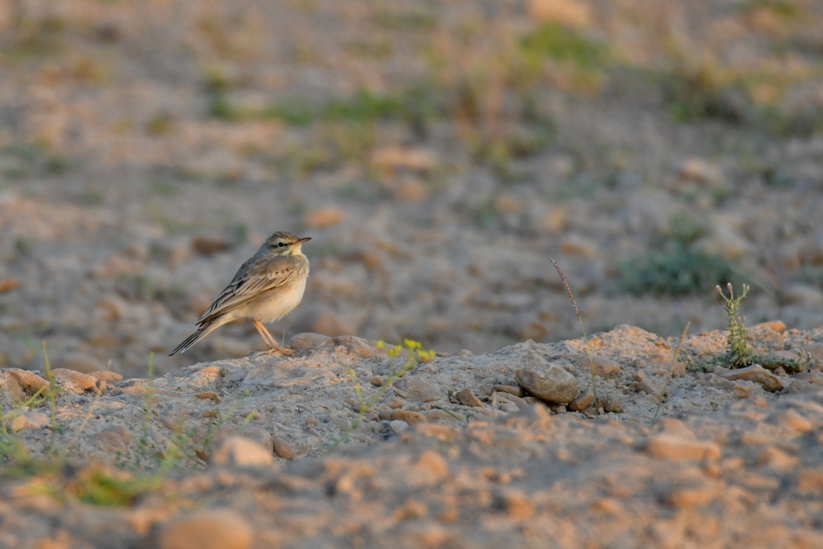 Tawny Pipit - ML655689220