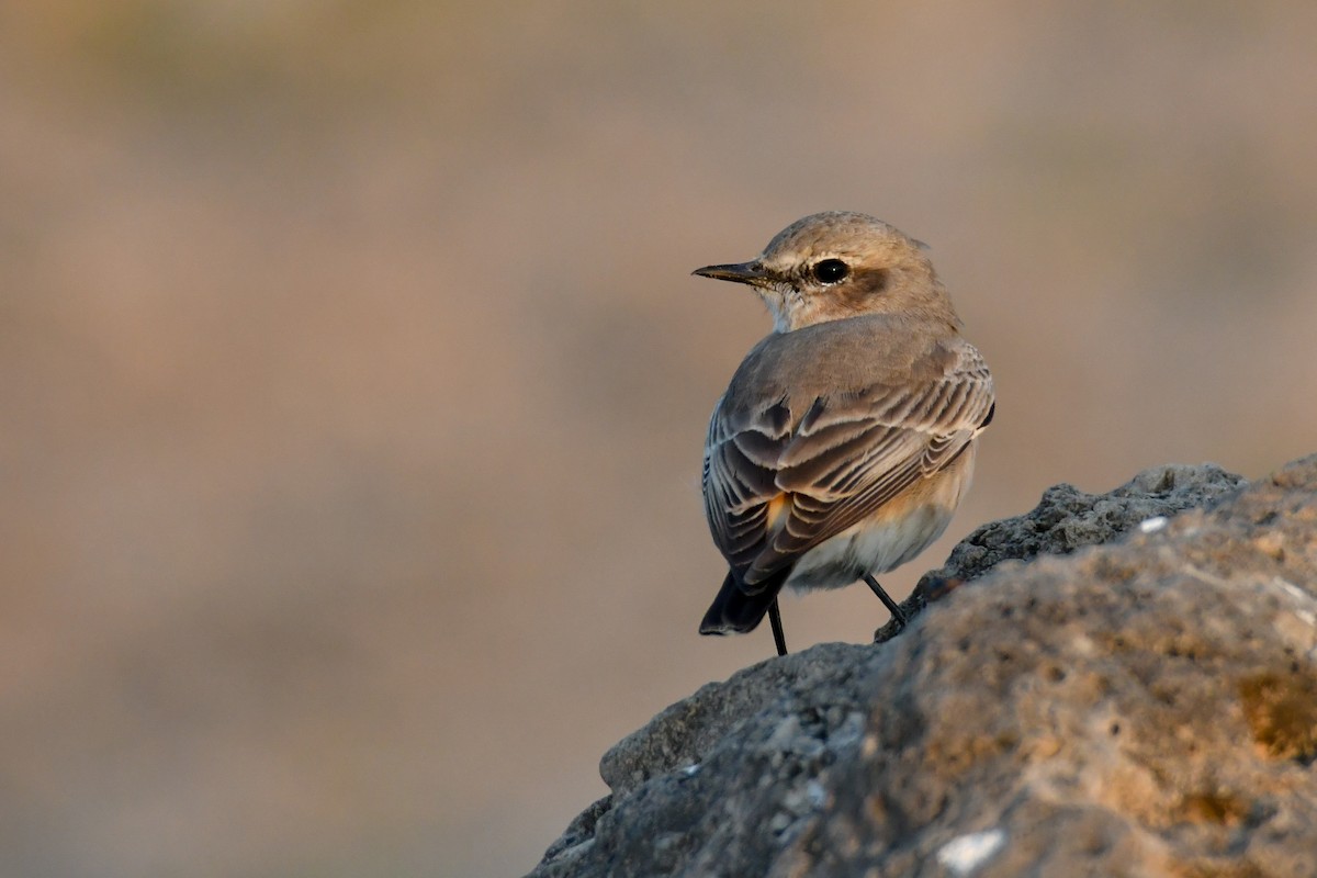 Persian Wheatear - ML655689244