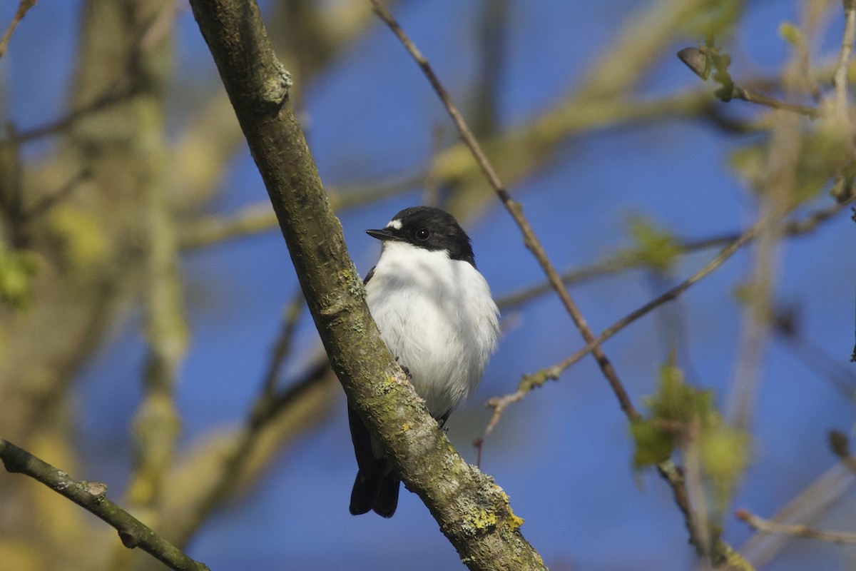 European Pied Flycatcher - ML655690362