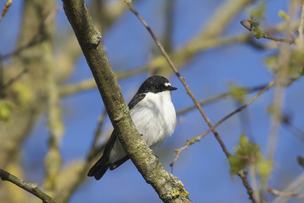 European Pied Flycatcher - ML655690363