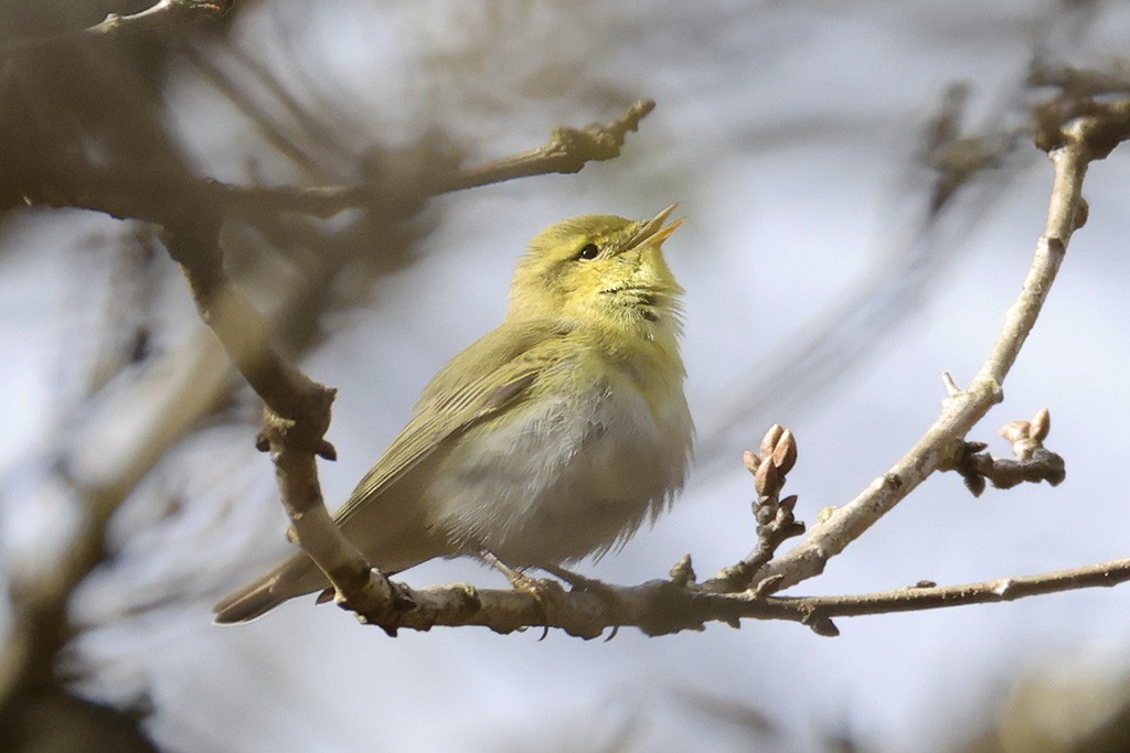 Wood Warbler - ML655690624
