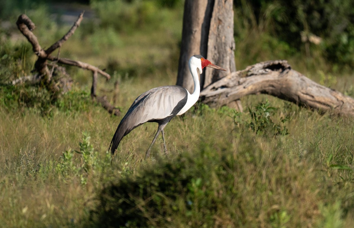 Wattled Crane - ML655690732