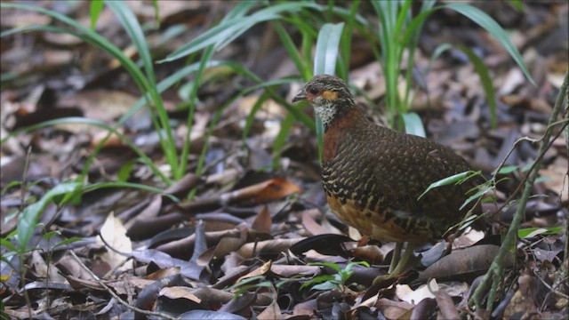 Chestnut-necklaced Partridge - ML655690878