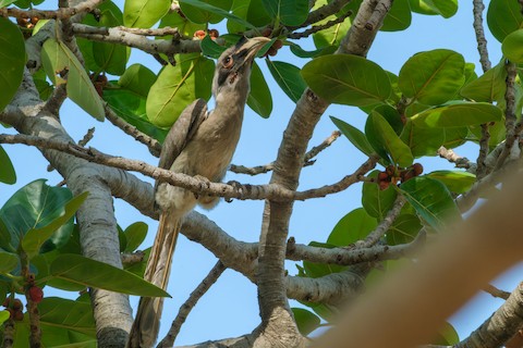Indian Grey Hornbill media preview from Macaulay Library