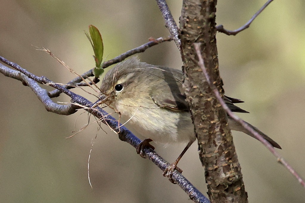 Common Chiffchaff - ML655691090