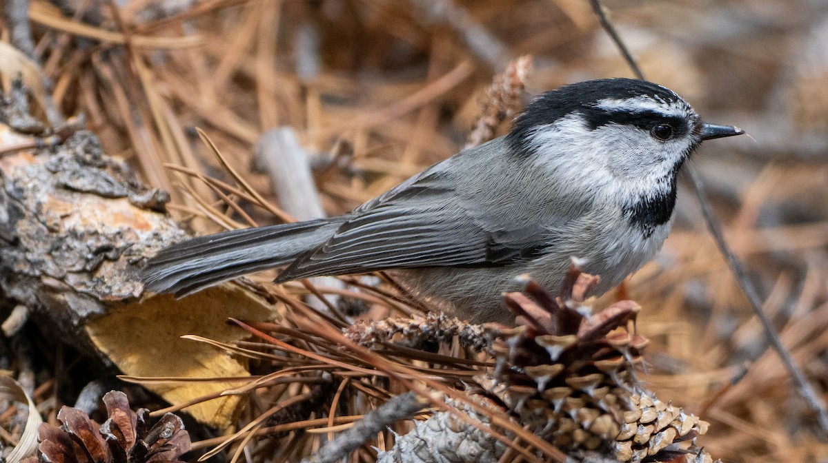 Mountain Chickadee - ML655694216