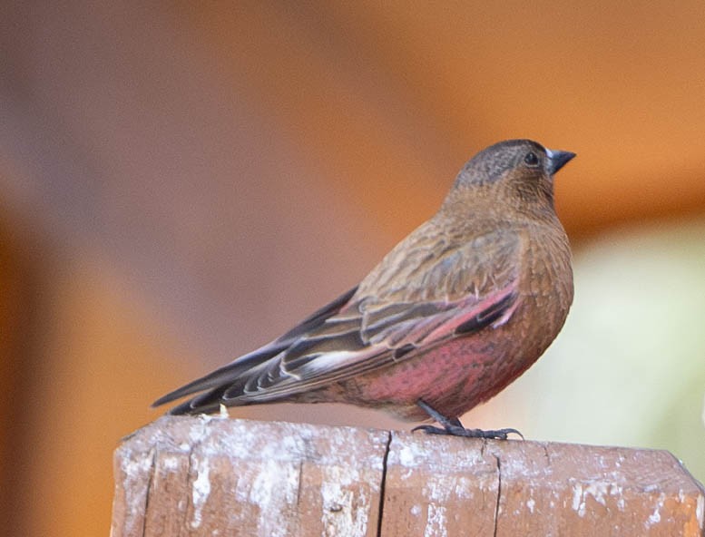 Brown-capped Rosy-Finch - ML655694769