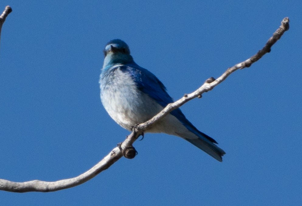 Mountain Bluebird - ML655694781
