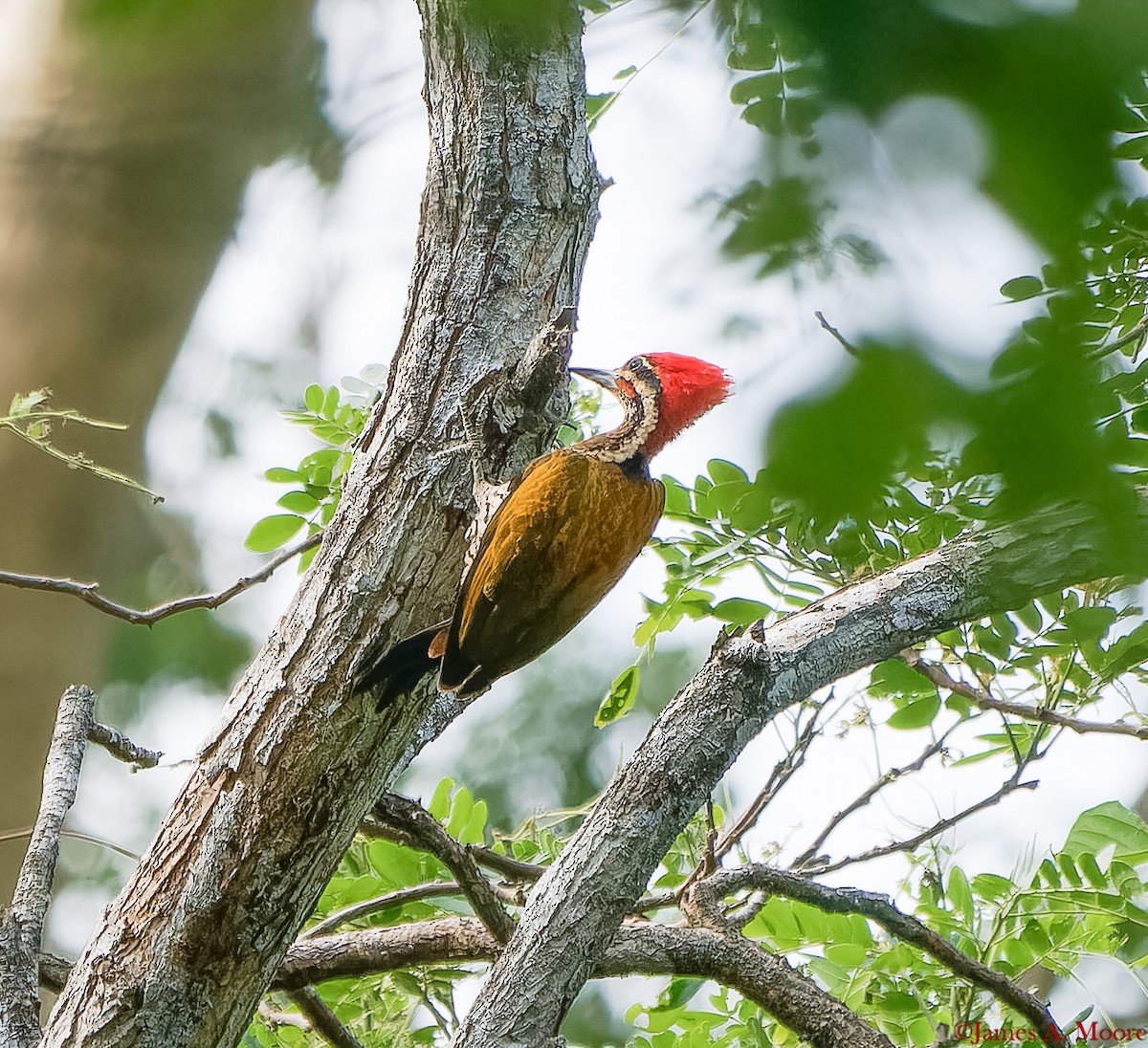 Spot-throated Flameback - ML655694784