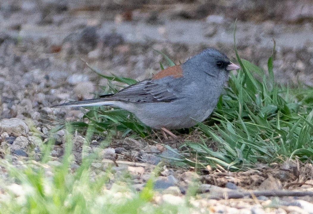 Dark-eyed Junco (Gray-headed) - ML655694795