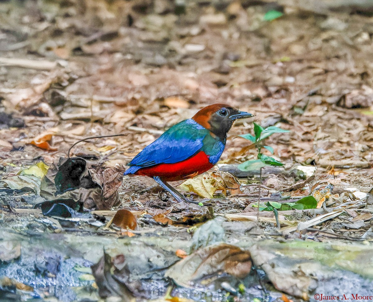 Philippine Pitta (Philippine) - ML655694800