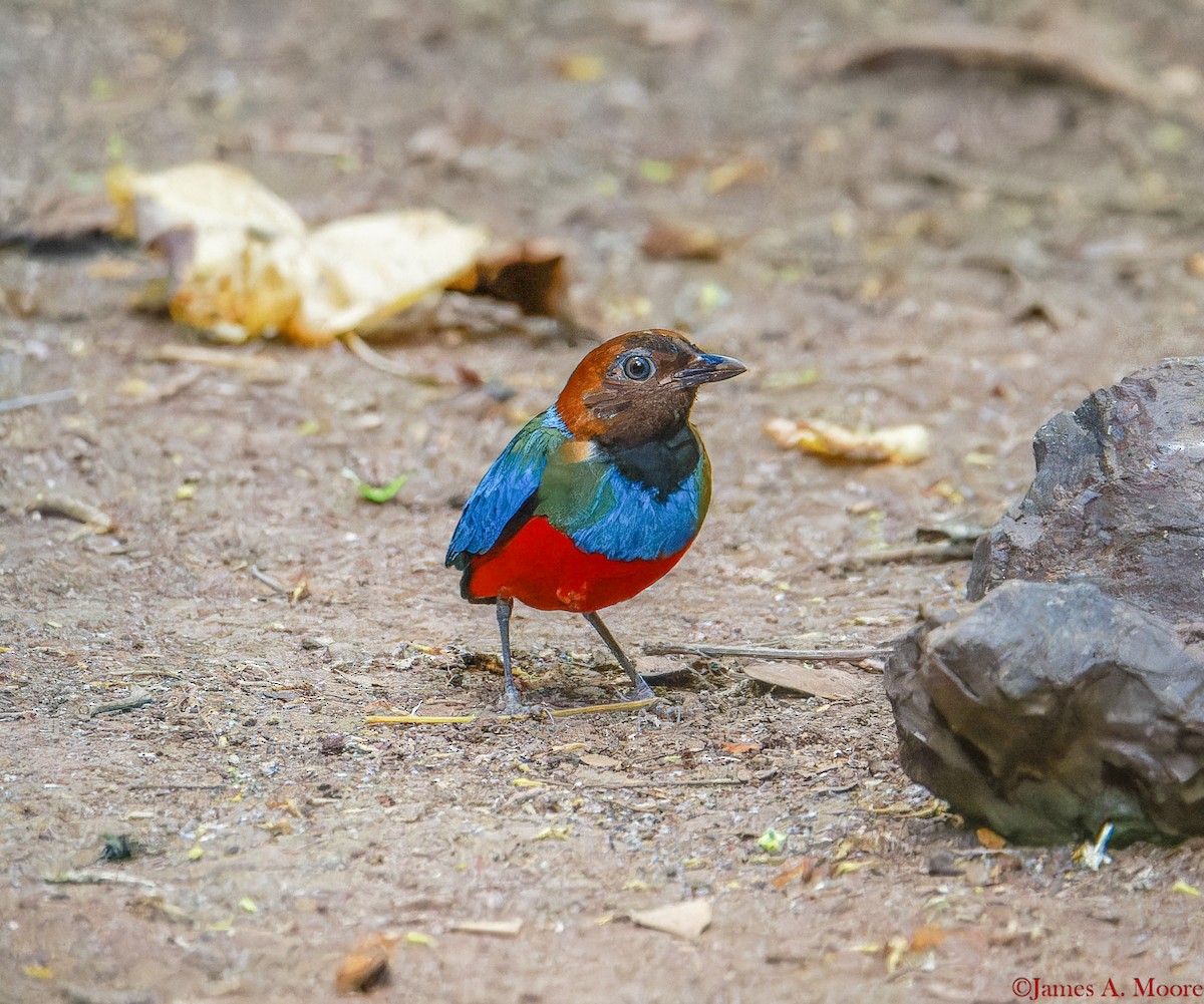 Philippine Pitta (Philippine) - ML655694801