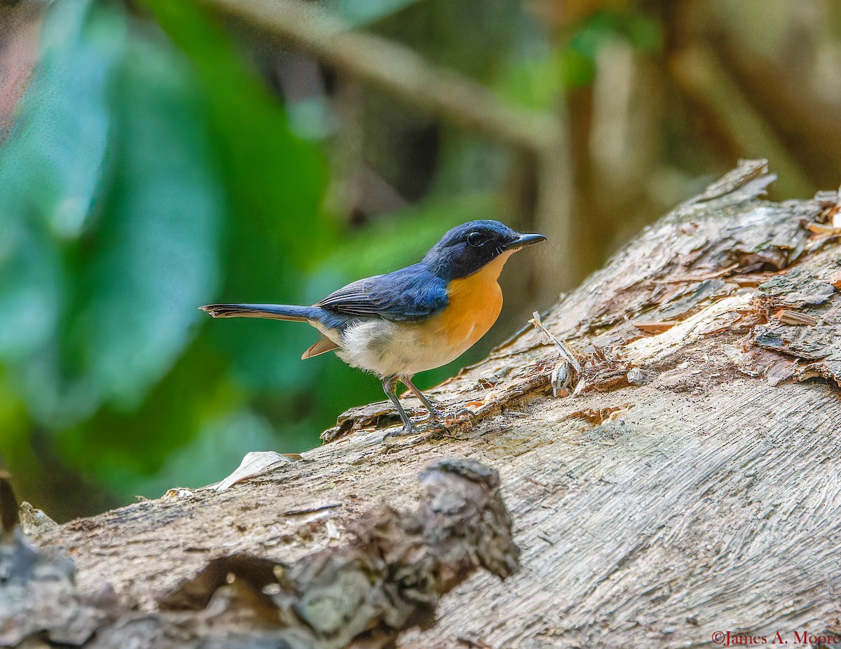 Palawan Blue Flycatcher - ML655694824