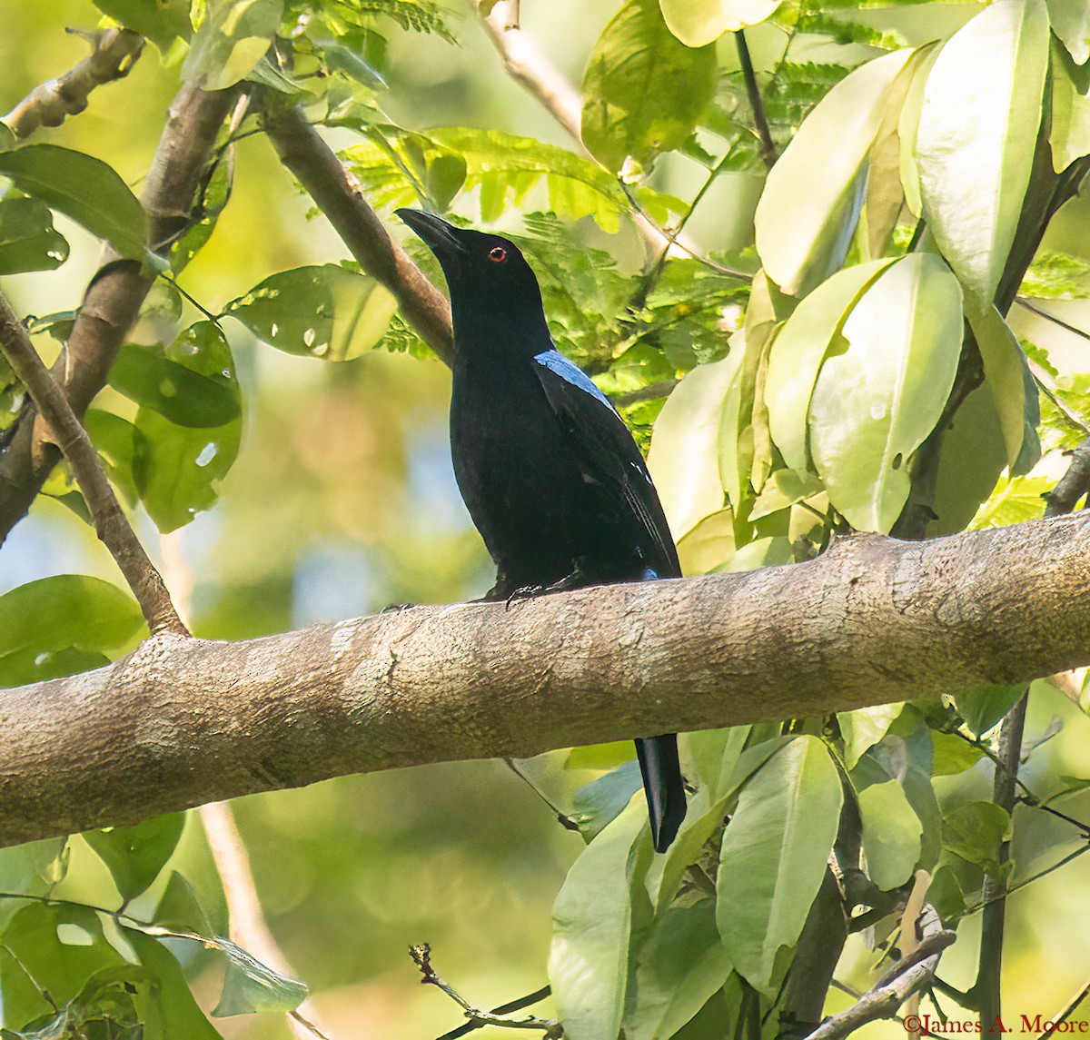 Palawan Fairy-bluebird - ML655694846
