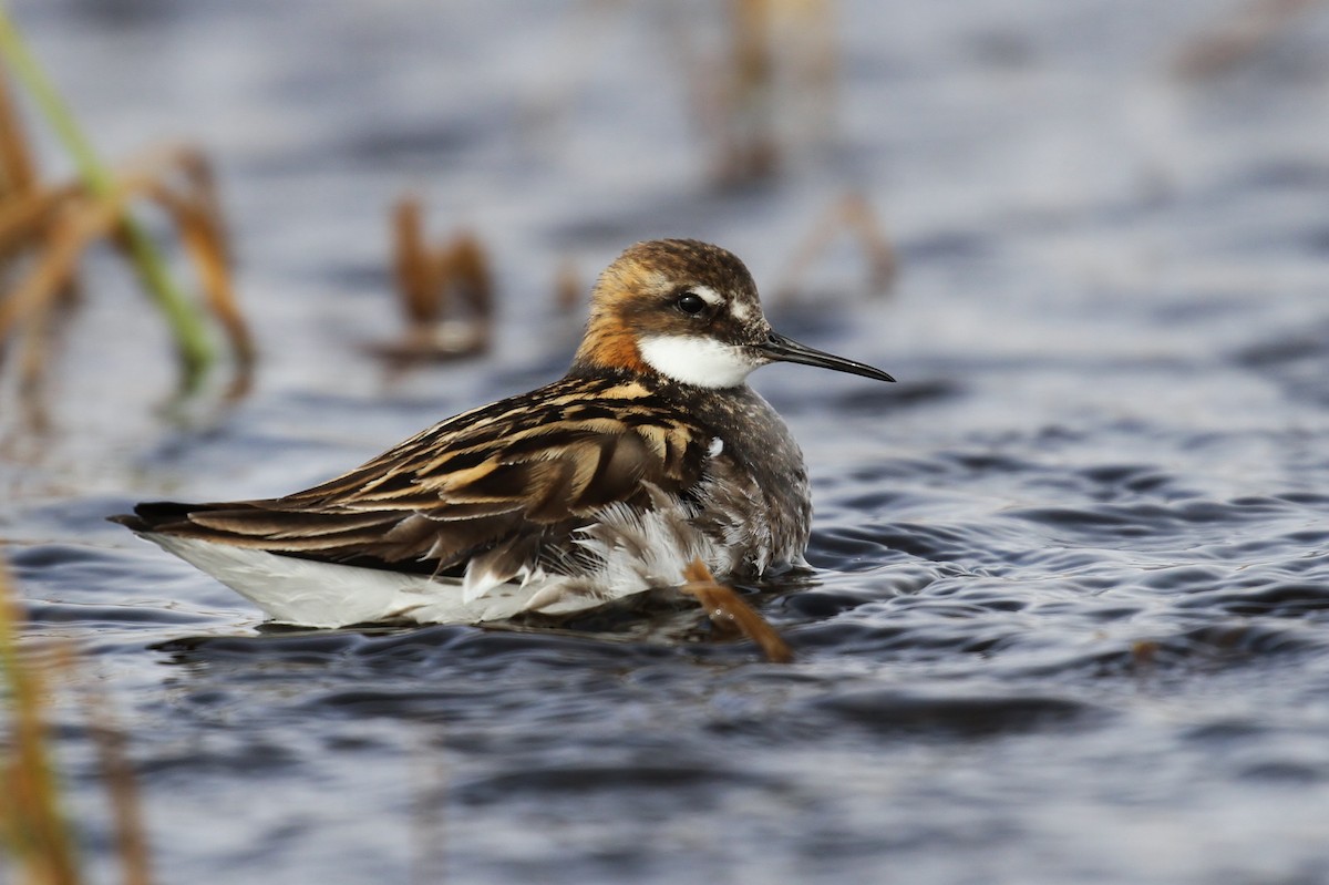 Phalarope à bec étroit - ML65569551