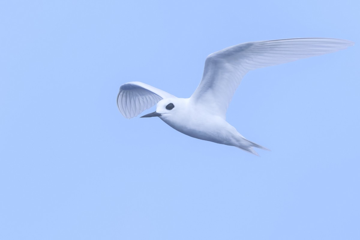 eBird Checklist - 23 Apr 2026 - Nearshore waters (0-2mi/3km) - James ...