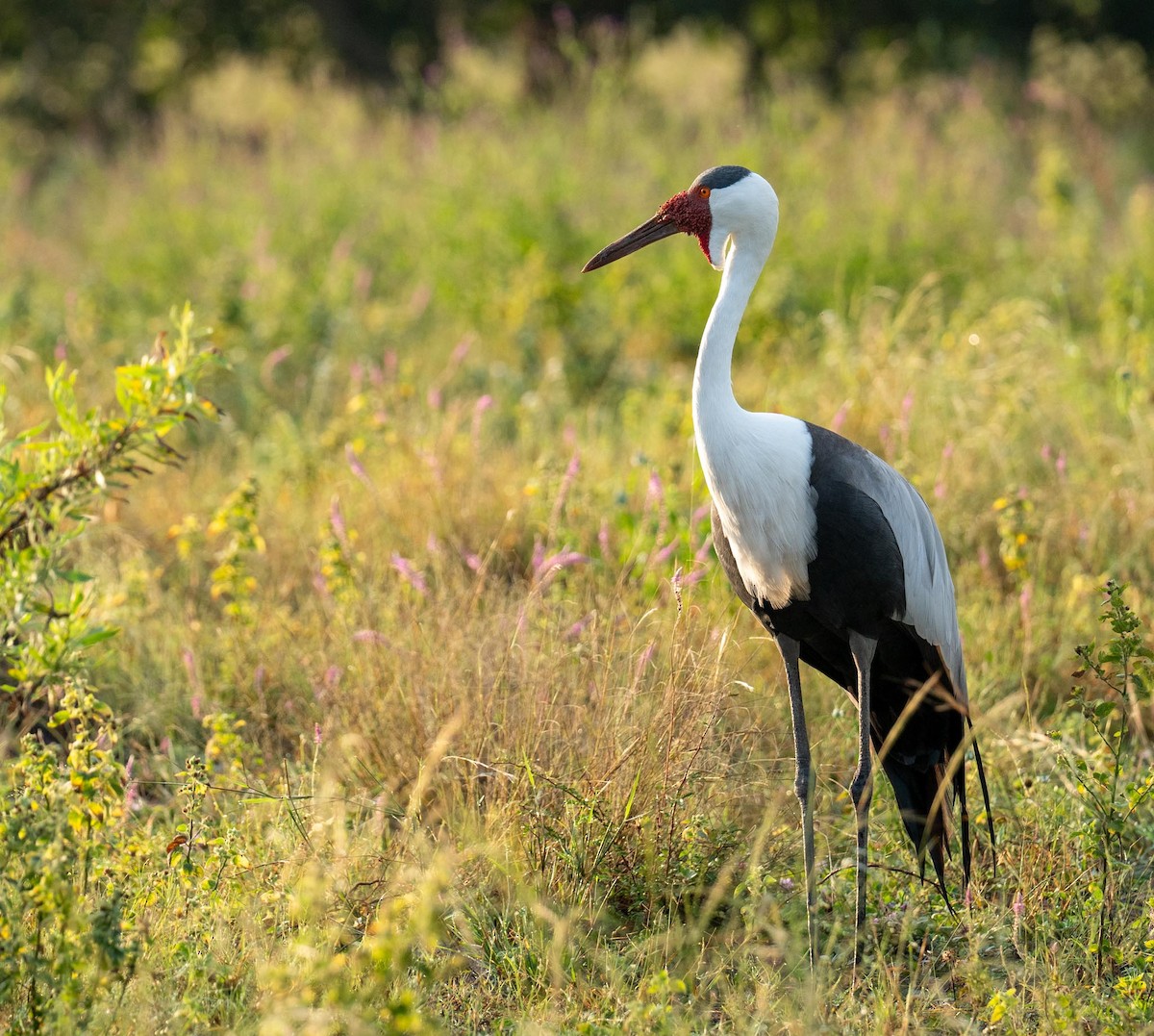 Wattled Crane - ML655696817